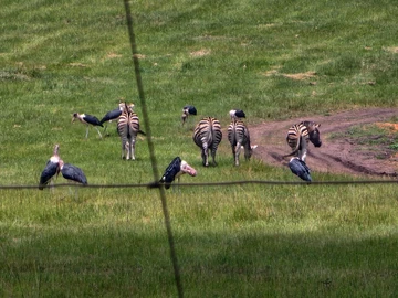 Stands & Residential Land