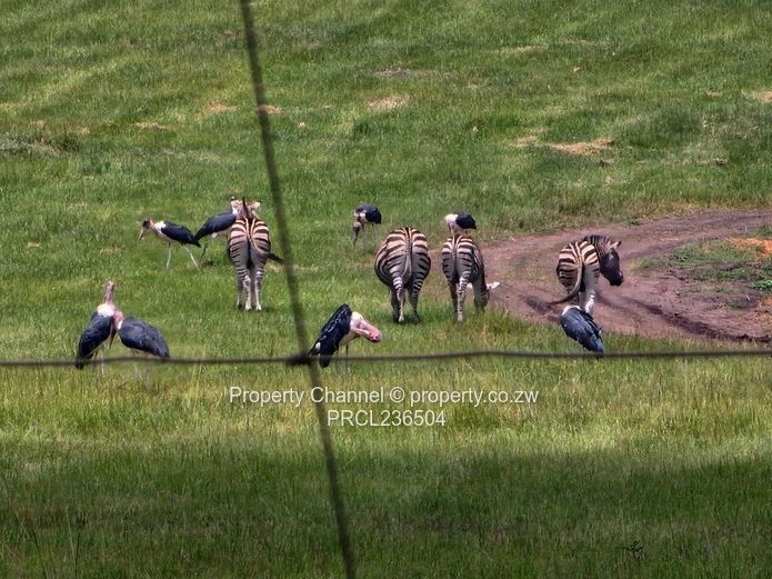 Pomona Serviced Residential Stands in Wild Geese, Buckland Gated Community