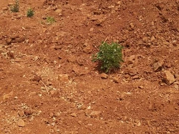 Land