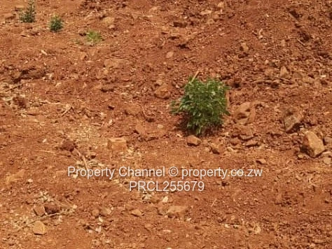 2,100m² Plot on Paved Road with Palm Trees, Hogerty Hill
