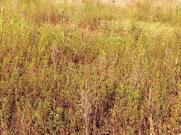 Commercial & Industrial Land