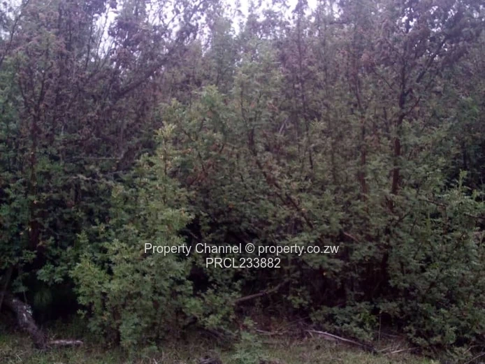 Nyanga Plots For Sale