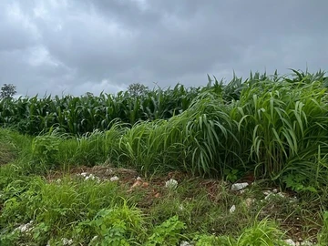 Commercial & Industrial Land