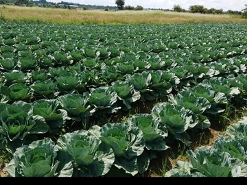 Farm & Agricultural Land