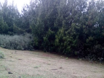 Farm & Agricultural Land