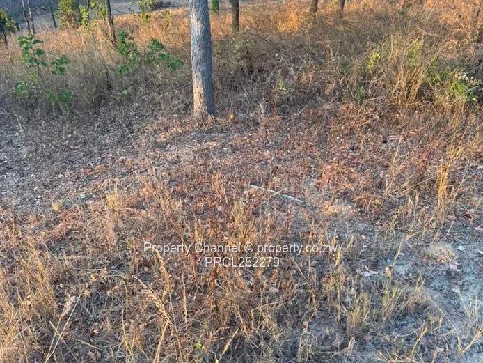 2000m² Carrick Creagh Stand — Tree-dotted, Gentle Slope