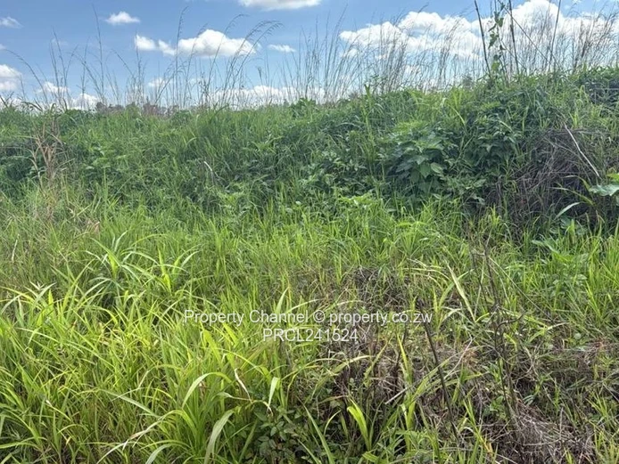 A Choice of three stands