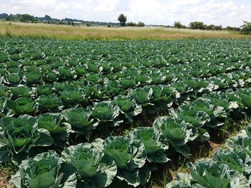 Farm & Agricultural Land