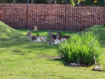 3 Bedroom Flat & Apartment