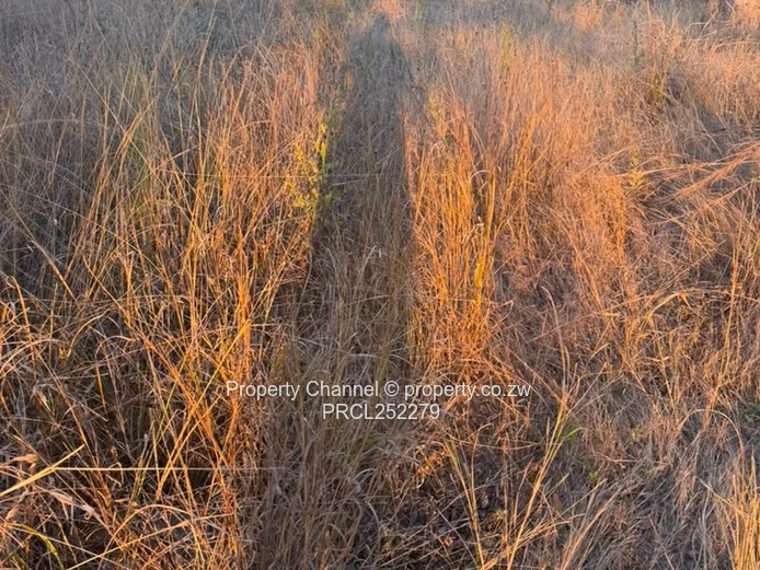 2000m² Carrick Creagh Stand — Tree-dotted, Gentle Slope