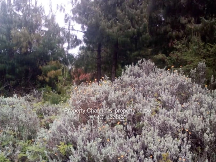 Nyanga Plots For Sale